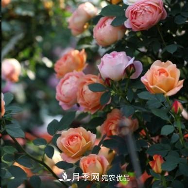 盤點(diǎn)各國的灌木月季品種，哪些是不可錯(cuò)過的經(jīng)典品種！(圖11)
