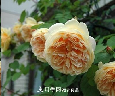 盤點(diǎn)各國的灌木月季品種，哪些是不可錯(cuò)過的經(jīng)典品種！(圖12)