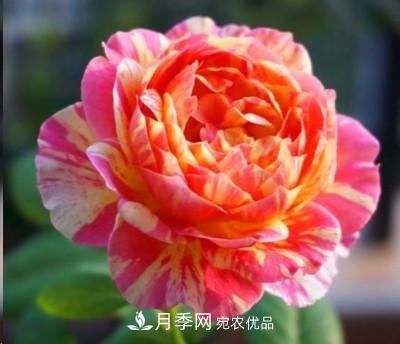 盤點(diǎn)各國的灌木月季品種，哪些是不可錯(cuò)過的經(jīng)典品種！(圖15)