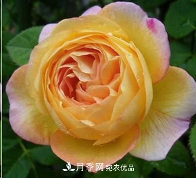 盤點(diǎn)各國的灌木月季品種，哪些是不可錯(cuò)過的經(jīng)典品種！(圖14)