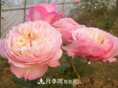 盤點(diǎn)各國的灌木月季品種，哪些是不可錯(cuò)過的經(jīng)典品種！(圖13)