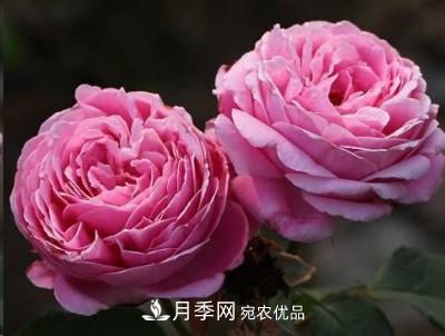 盤點(diǎn)各國的灌木月季品種，哪些是不可錯(cuò)過的經(jīng)典品種！(圖17)