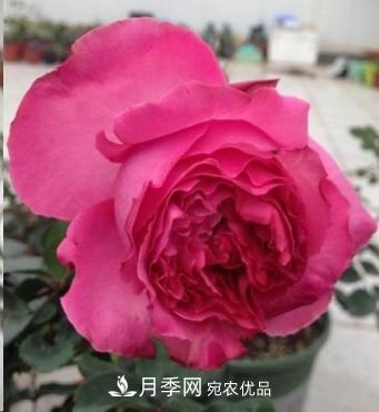 盤點(diǎn)各國的灌木月季品種，哪些是不可錯(cuò)過的經(jīng)典品種！(圖16)