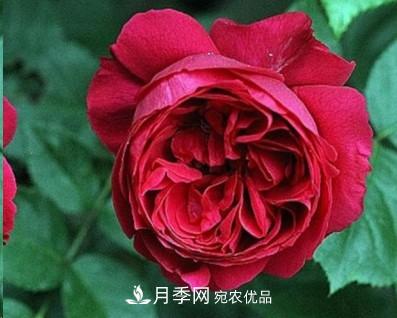 盤點(diǎn)各國的灌木月季品種，哪些是不可錯(cuò)過的經(jīng)典品種！(圖18)