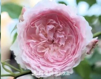 盤點(diǎn)各國的灌木月季品種，哪些是不可錯(cuò)過的經(jīng)典品種！(圖20)