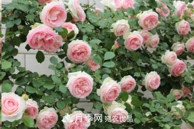 盤點(diǎn)各國的灌木月季品種，哪些是不可錯(cuò)過的經(jīng)典品種！(圖19)