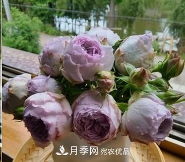 盤點(diǎn)各國的灌木月季品種，哪些是不可錯(cuò)過的經(jīng)典品種！(圖21)