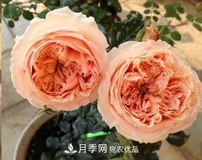 盤點(diǎn)各國的灌木月季品種，哪些是不可錯(cuò)過的經(jīng)典品種！(圖23)