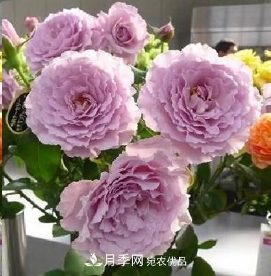 盤點(diǎn)各國的灌木月季品種，哪些是不可錯(cuò)過的經(jīng)典品種！(圖22)