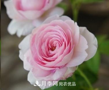 盤點(diǎn)各國的灌木月季品種，哪些是不可錯(cuò)過的經(jīng)典品種！(圖25)