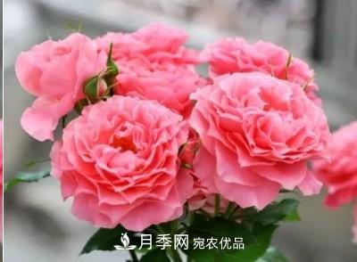 盤點(diǎn)各國的灌木月季品種，哪些是不可錯(cuò)過的經(jīng)典品種！(圖24)