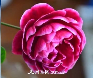 盤點(diǎn)各國的灌木月季品種，哪些是不可錯(cuò)過的經(jīng)典品種！(圖28)