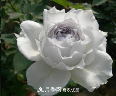 盤點(diǎn)各國的灌木月季品種，哪些是不可錯(cuò)過的經(jīng)典品種！(圖27)