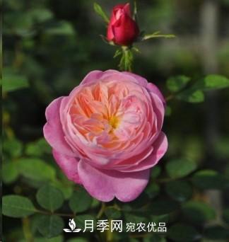 盤點(diǎn)各國的灌木月季品種，哪些是不可錯(cuò)過的經(jīng)典品種！(圖26)