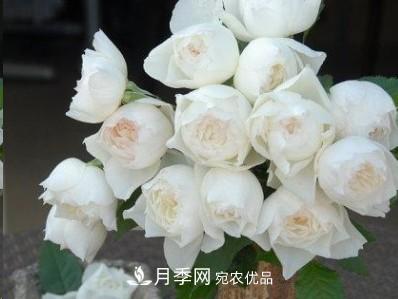 盤點(diǎn)各國的灌木月季品種，哪些是不可錯(cuò)過的經(jīng)典品種！(圖30)