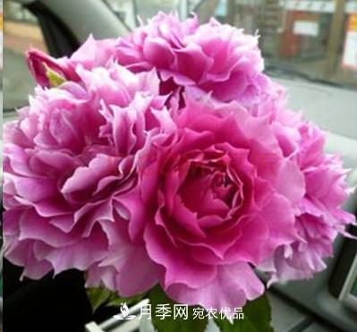 盤點(diǎn)各國的灌木月季品種，哪些是不可錯(cuò)過的經(jīng)典品種！(圖29)