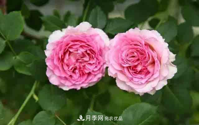 地栽月季花在北方如何防止被凍死？(圖1)