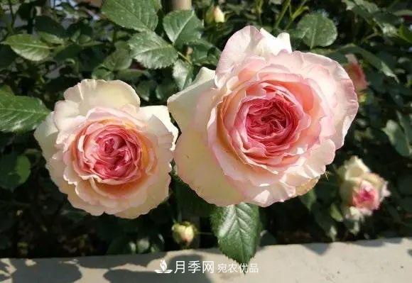 種月季有竅門，用“紅陶盆”栽種，透氣透水，月季發(fā)芽快開花多(圖1)