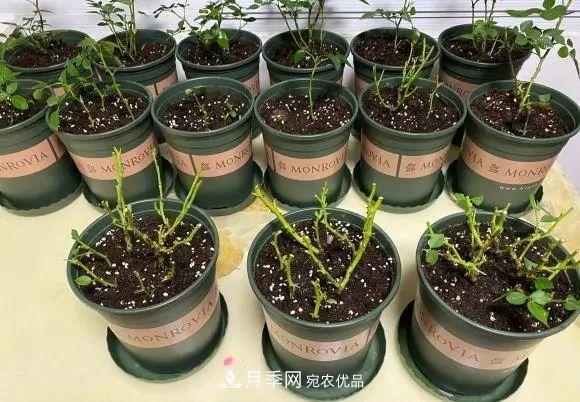 種月季有竅門，用“紅陶盆”栽種，透氣透水，月季發(fā)芽快開花多(圖2)