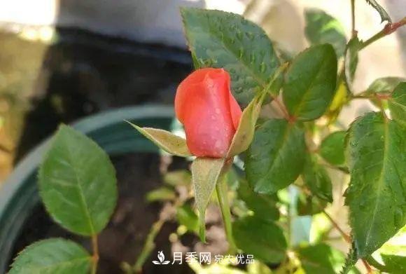 種月季有竅門，用“紅陶盆”栽種，透氣透水，月季發(fā)芽快開花多(圖3)