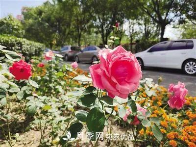 花開正艷！呼和浩特這條月季景觀大道模樣初現(xiàn)，你去過嗎？(圖1)