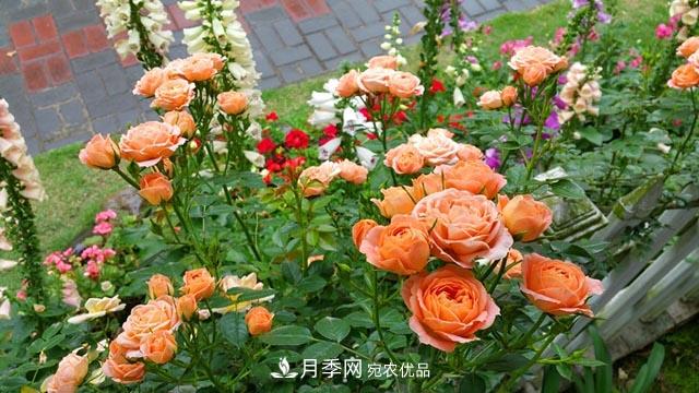 北方南方養(yǎng)護(hù)月季重點(diǎn)有什么不同？不用討論了(圖1)