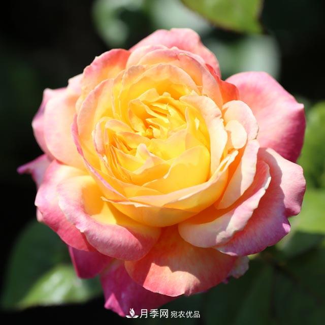 北方南方養(yǎng)護(hù)月季重點(diǎn)有什么不同？不用討論了(圖3)
