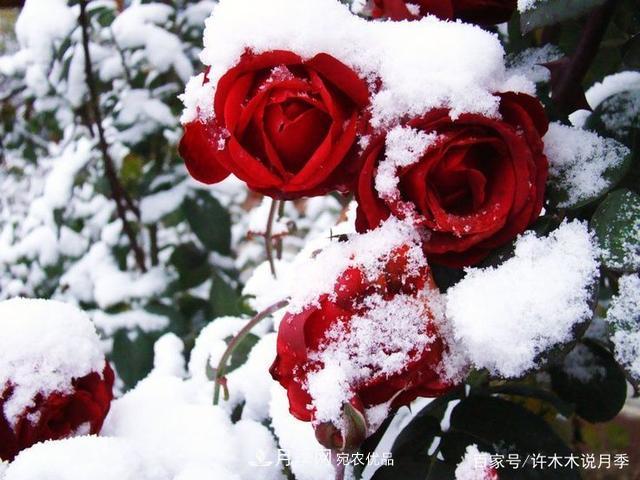 氣溫差異大，南北方養(yǎng)月季有何區(qū)別？因地制宜養(yǎng)月季教程(圖2)