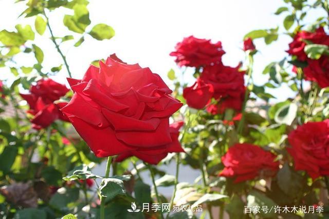 氣溫差異大，南北方養(yǎng)月季有何區(qū)別？因地制宜養(yǎng)月季教程(圖3)