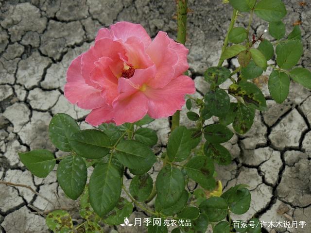 氣溫差異大，南北方養(yǎng)月季有何區(qū)別？因地制宜養(yǎng)月季教程(圖5)