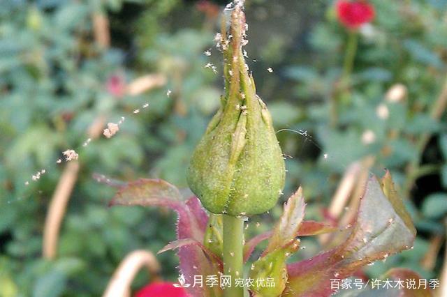 氣溫差異大，南北方養(yǎng)月季有何區(qū)別？因地制宜養(yǎng)月季教程(圖6)