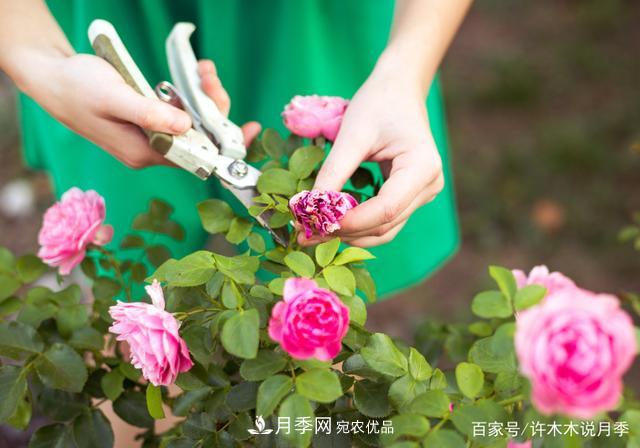 氣溫差異大，南北方養(yǎng)月季有何區(qū)別？因地制宜養(yǎng)月季教程(圖7)