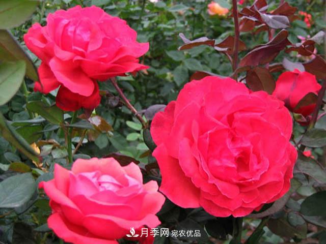南陽月季枝條怎么修剪？(圖1)