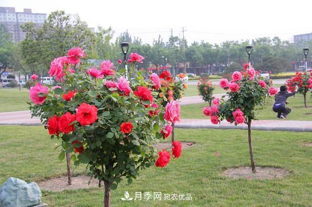 花中皇后四季常開(kāi)，看月季之鄉(xiāng)的樹狀月季是如果養(yǎng)殖的？(圖2)
