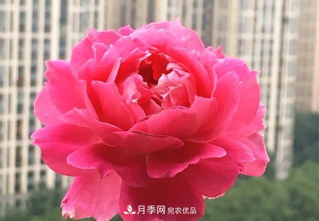 ***美的波浪邊月季，又香又勤花，種植無(wú)難度，非常適合新手(圖3)