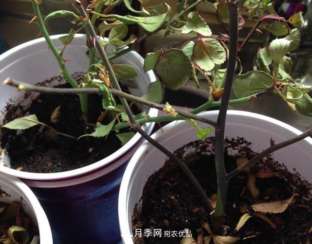 為何月季一剪就死？是修剪時間還是方法不對？月季修剪6大禁忌(圖2)