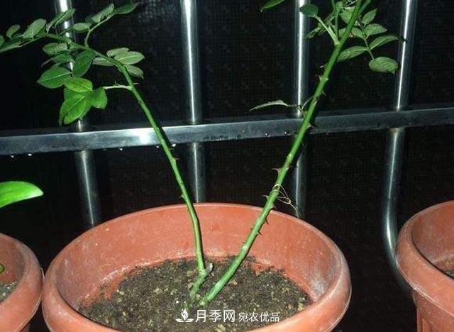 為何月季一剪就死？是修剪時間還是方法不對？月季修剪6大禁忌(圖3)