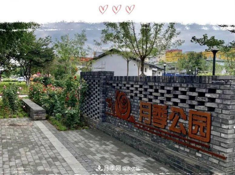 免費(fèi)，景美，有兒童活動(dòng)區(qū)！北京密云月季公園，你去了嗎！(圖1)