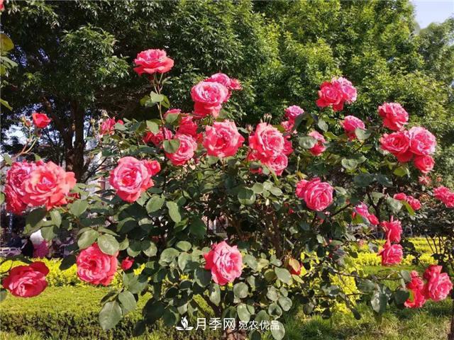衡水街頭開(kāi)滿月季花，又香又美人人夸！(圖2)