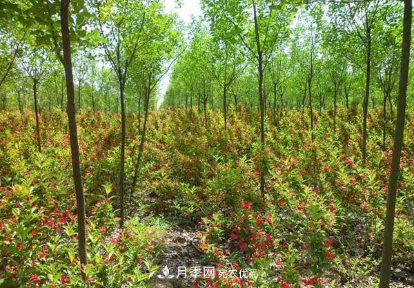 苗木：一級苗與二級苗***詳細(xì)的劃分，純干貨收藏(圖1)