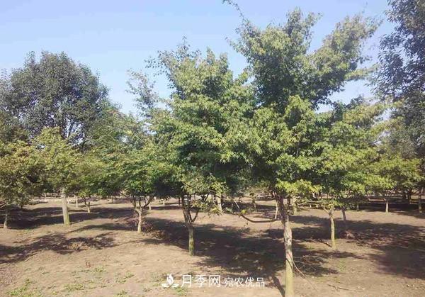 苗木：一級苗與二級苗***詳細(xì)的劃分，純干貨收藏(圖2)