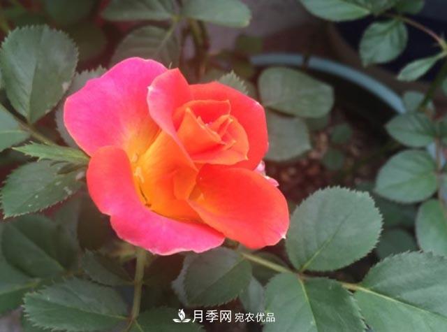 九月養(yǎng)月季，做到&quot;3多&quot;，秋花不愁開(kāi)，春花更可期(圖2)