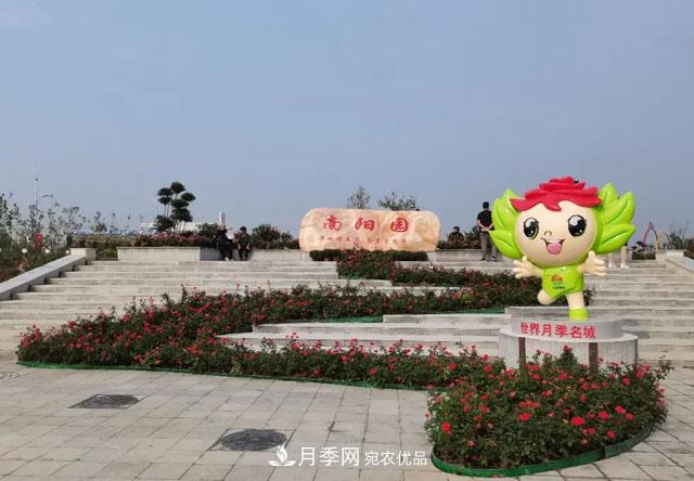 第十屆中國(guó)月季展覽會(huì)，南陽(yáng)園和鄭州園亮相(圖2)