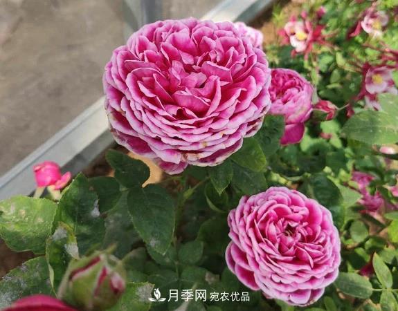 秋季無論地栽還是盆栽月季，一定要多施肥，明年才能花開不停(圖1)