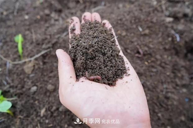 9月又到換盆時，盆里加點“特殊料”，怎么養(yǎng)都爆盆(圖4)