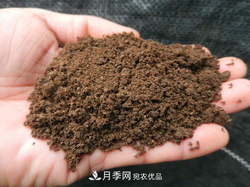 9月又到換盆時，盆里加點“特殊料”，怎么養(yǎng)都爆盆(圖1)