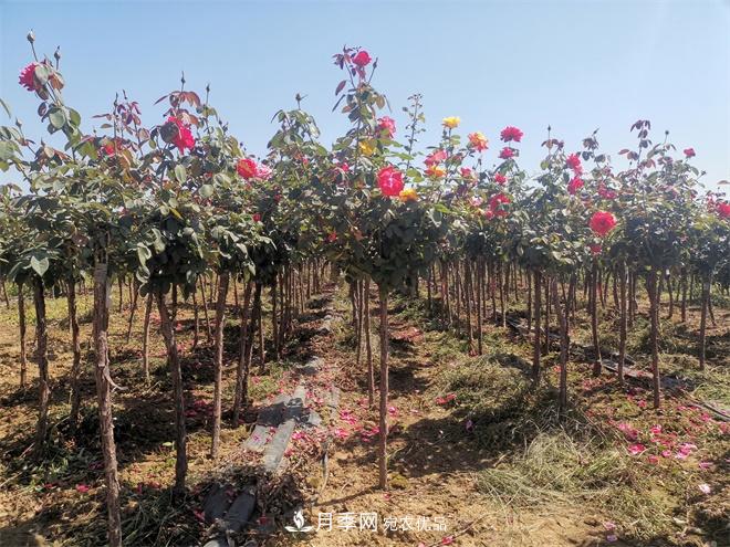河北樹(shù)狀月季批發(fā)基地，品種月季產(chǎn)地直供價(jià)格表(圖1)