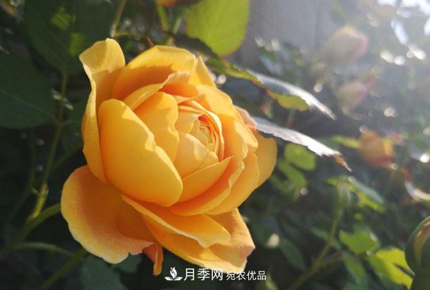 月季枝條折了怎么辦？別急著剪，這么做救回來(圖1)