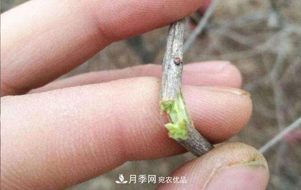 月季枝條折了怎么辦？別急著剪，這么做救回來(圖2)