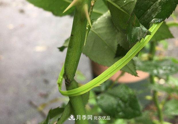月季枝條折了怎么辦？別急著剪，這么做救回來(圖3)